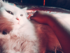 Punch face pure Persian adult female cat long coat